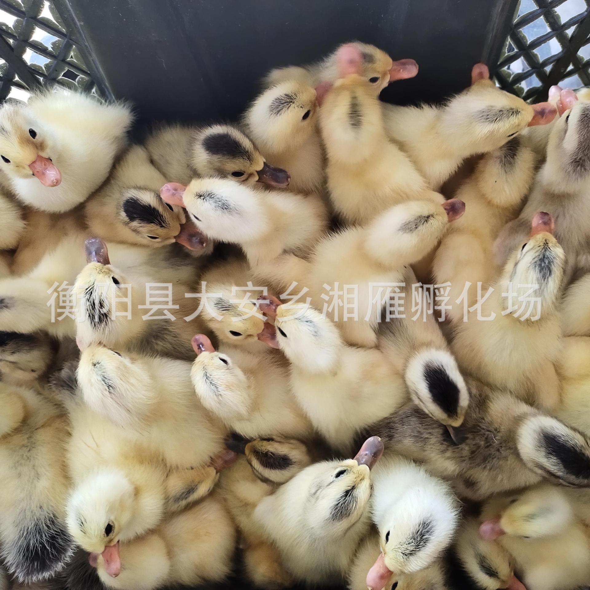 Wholesale Duck Seedlings Live Animals Jiangnan Egg Duck Male Seedlings Pet Ducklings Push Cheap Duck Seedlings Live Teal Out of the Shell