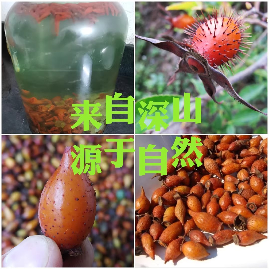 Wild Chinese Medicinal Herbs: Golden Cherry Seeds, Eucommia, and Dendrobium Fruit for Decoction