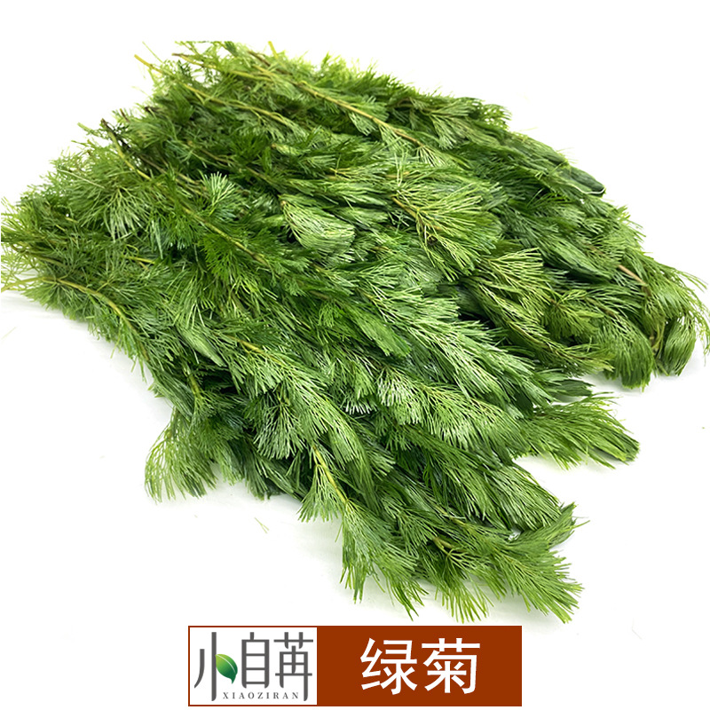 Зеленая хризантема, живые водные растения для аквариумного озеленения, оптовая продажа