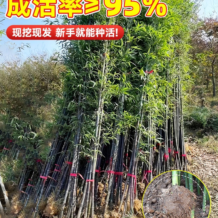 Purple Bamboo Seedlings Without Heads, Dwarfed Gold-Encrusted Jade Bamboo Seedlings, Cold-Resistant Bamboo Seedlings, Courtyard Outdoor Evergreen Precious Green Plants for All Seasons