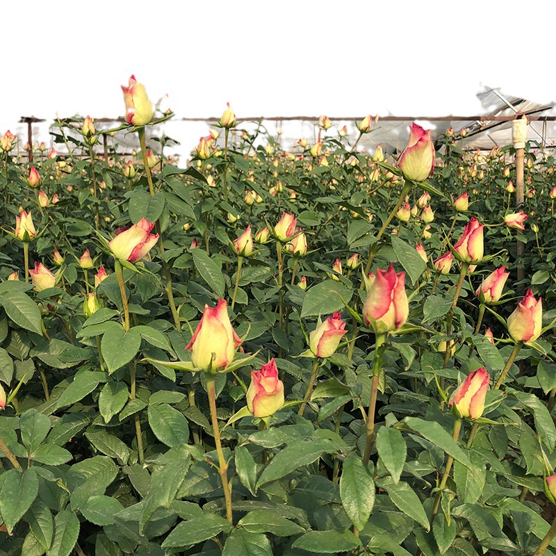 Yunnan Base Dropshipping Rose Old Pile Rose Flower Seedlings 2-3 Years Greening Project Large Seedlings Wholesale All Year Round