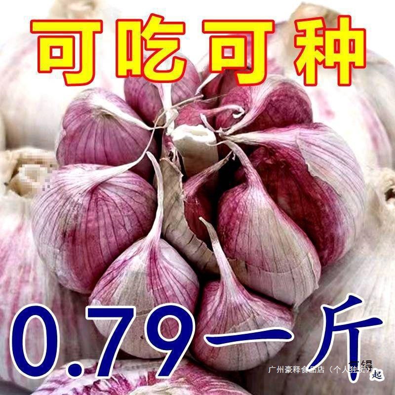 Fresh Garlic Bulbs, Low-Price Fresh Dried Purple-Skinned Garlic, Whole Box of Dried Garlic from Jinxiang, Mainland China Bulk
