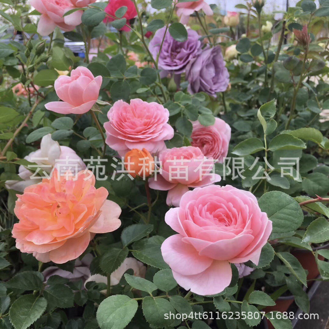 Yunnan Base Dropshipping Rose Old Pile Rose Flower Seedlings 2-3 Years Greening Project Large Seedlings Wholesale All Year Round