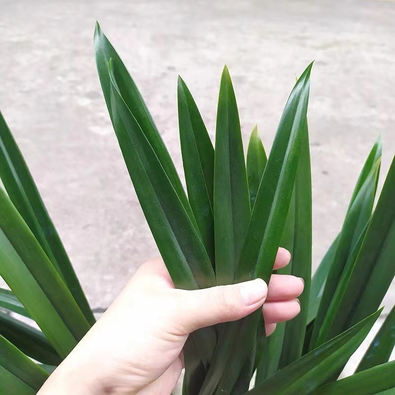 Potted Fragrant Orchid, Black Ink Orchid, Wide-Leaf Orchid Seedling, White Ink Orchid Seedling for Living Room and Balcony