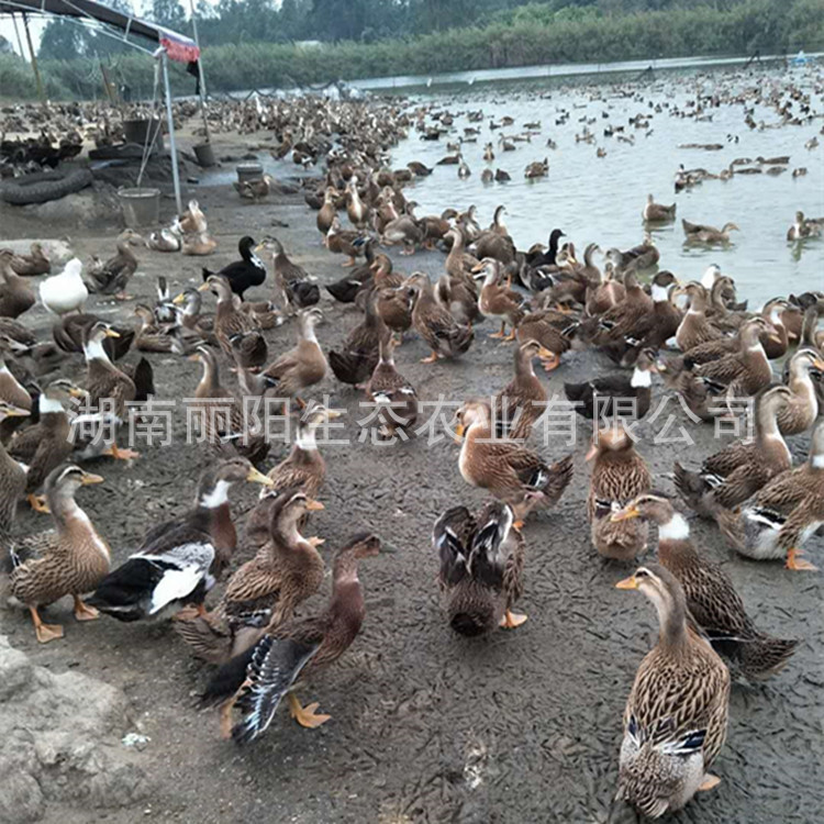For Sale Are Large-Sized Ducklings, Live Small Yellow Ducklings, and Water Ducklings, Black Mallard Ducklings, Multi-Egg Ducklings, Easy to Live and Easy to Raise