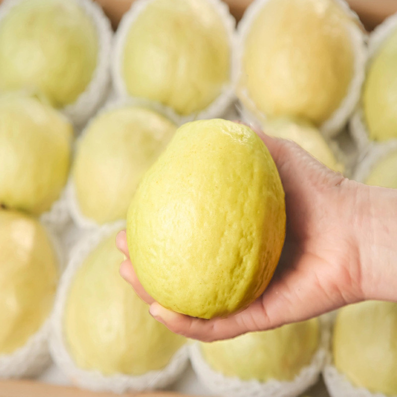 Fujian Creamy Guava, White-Fleshed Guava, Tree-Ripened, Low-Sugar, Fresh Fruit, Sweet and Soft, Wholesale, Direct Delivery from Fujian