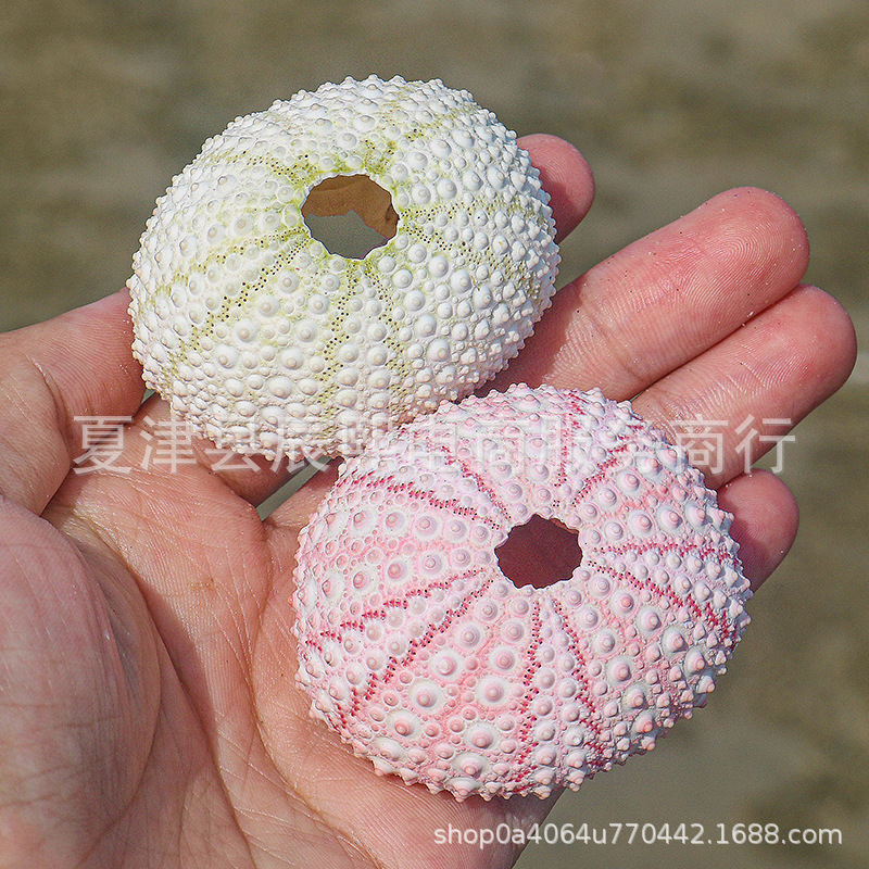 Natural Shell Conch Pink Dreamy Sea Urchin Shell 4 to 5cm Specimens Air Orchid Home Decoration Ornaments