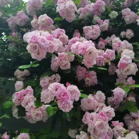 Rose Seedlings Wholesale Courtyard Landscape Multi-Flower Rose Cup Seedlings Height 20-200cm Large Quantity and Favorable Price