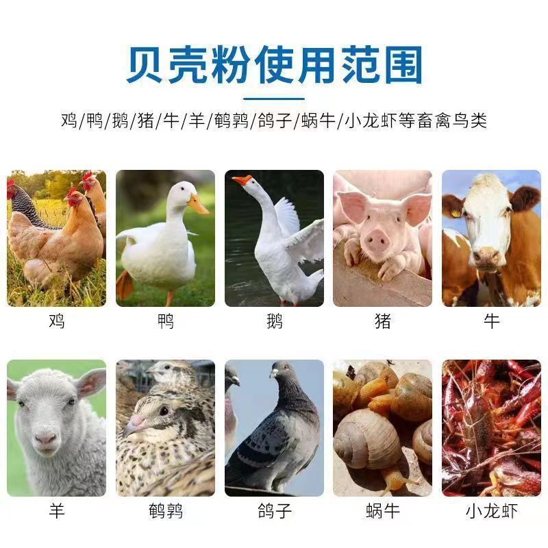 High calcium oyster shell powder anti-pecking egg calcium bone feeding chicken duck goose pigeon rutin animal husbandry special additive feed