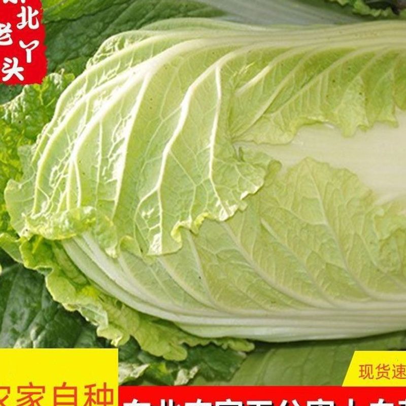 Northeastern Chinese Cabbage, Farm-Grown in Autumn, Yellow-Leafed Cabbage, Fresh Lettuce, Eaten Raw or Pickled, Spicy Pickled Cabbage, 2.5kg Free Shipping and Dropshipping