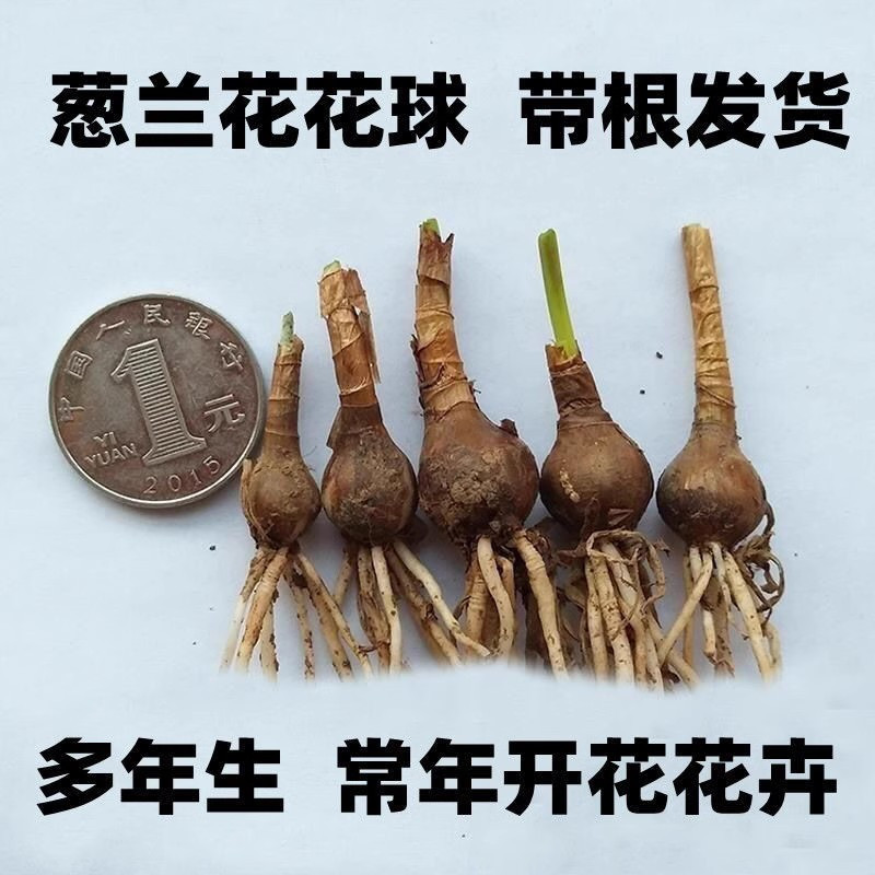 Onion Orchid Seedling Base Wholesale Courtyard Road Project Greening Bulb Florals White Flower Onion Orchid Seedlings Outdoor Florals