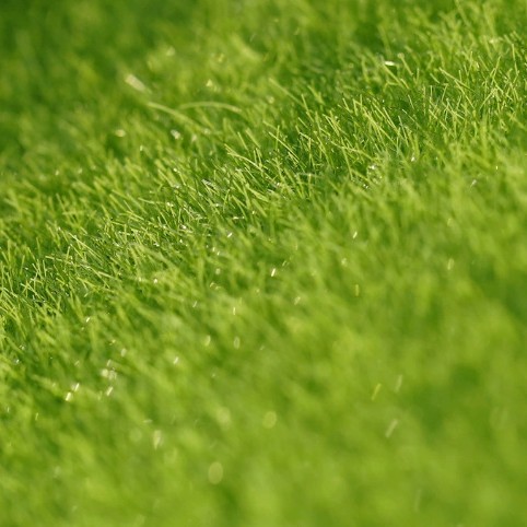 Micro-Landscape Creative Artificial Moss, Fake Moss for Ecological Bottle Decoration, Lawn Moss, Fake White Hair Moss for Handmade Crafts Wholesale