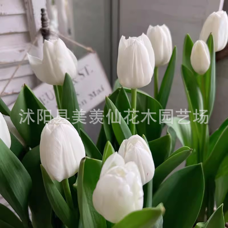 Tulip Bulbs 5 Degrees of Hardness for Soil Cultivation, Hydroponic Cultivation, Indoor Potted Plants, Balcony, Courtyard, Ground Planting, Cold-Resistant Flowers, Multi-Colored Flower Bulbs