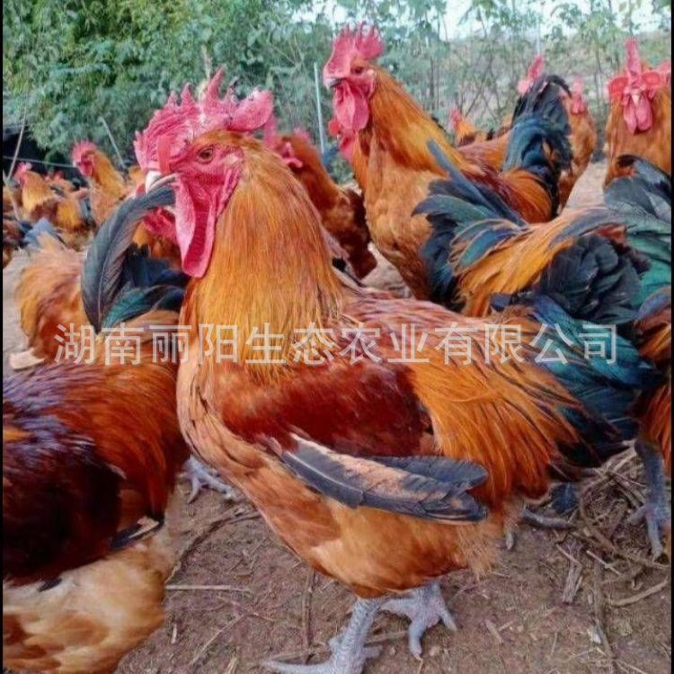 Suitable for Free-Range Large-Scale Green-Footed Broiler Chicks, Slow-Growing Chicks, Hatching and Hatching of Native Chickens, and Breeding of Black芦花 Chicks