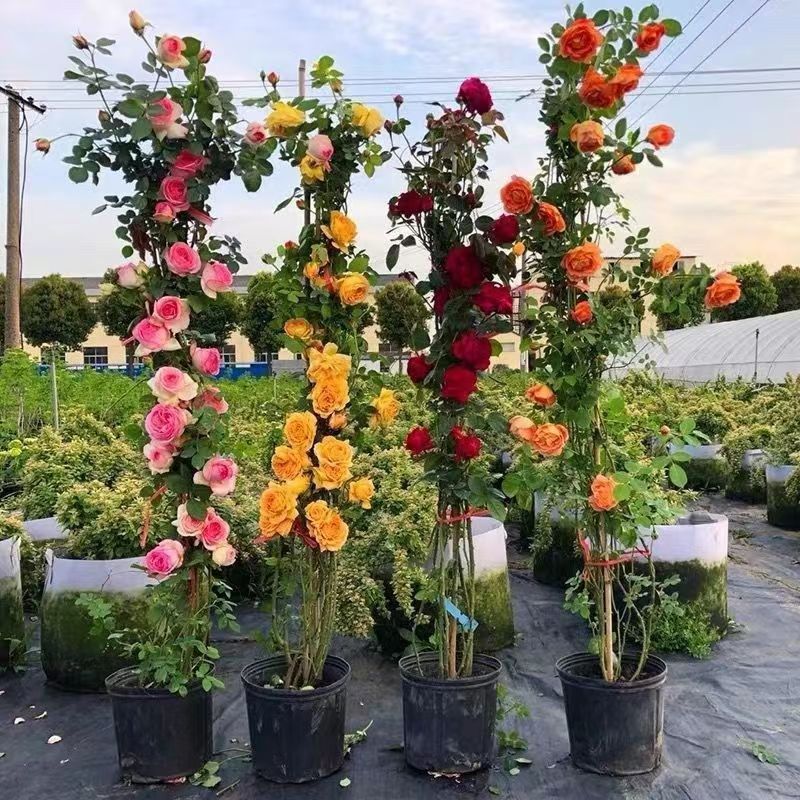 Rose Seedlings, Vine Roses, Large Florals, Fragrant Courtyards, Four-Season Flowering Climbing Vines, Florals, Potted Balcony Roses