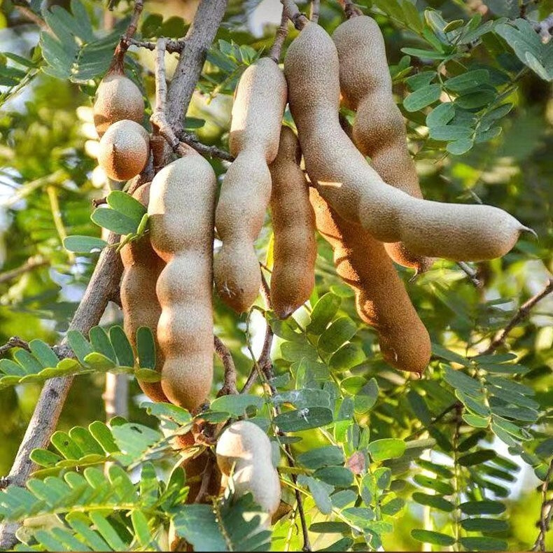 Yunnan Xishuangbanna Sweet and Sour Fruit Snacks Tamarind Yunnan Specialty Eight Points Sweet and Sour