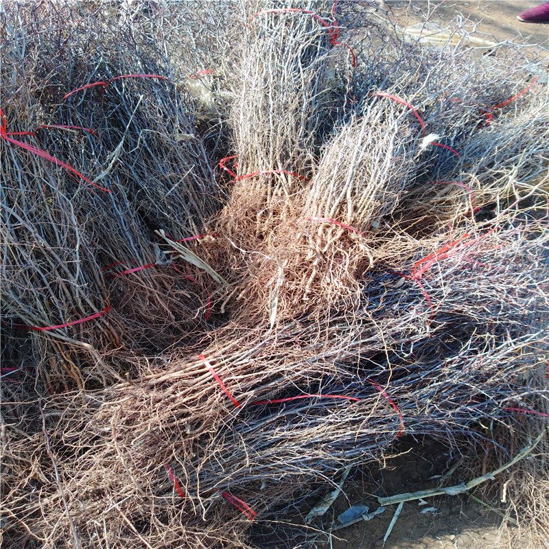 Medicinal Jujube Saplings Lu Sour Jujube Seedlings Pi Boran Large Freshly Dug Medicinal Jujube Varieties