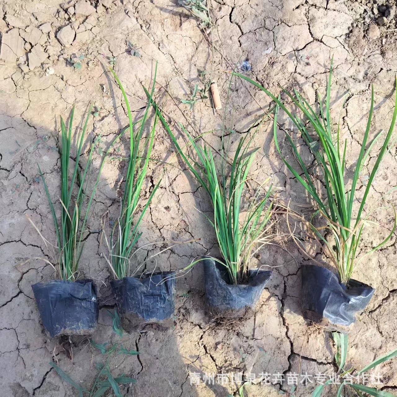 Base Dwarf Ophiopogon Japonicus Lawn Edge Grass Vegetation Greening Cold-Resistant Lawn Courtyard House Four-Season Green Weeding Decoration