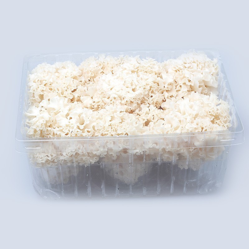 [Gu Tian] Fresh Hydrangeas 1kg White Flowers Dried Hydrangeas Clear Water Hydrangeas