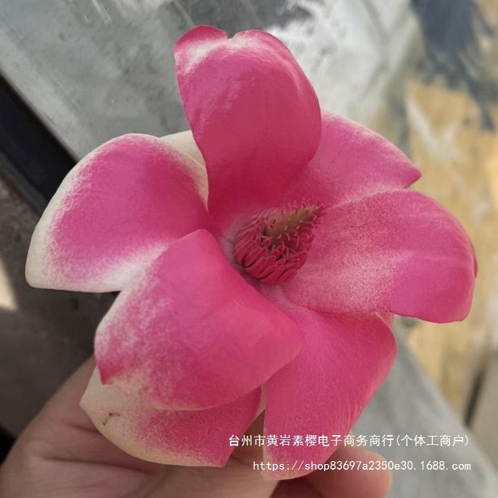 Flower Color Spray Rose Flower Crushed Ice Blue Pearlescent Color Spray Dried Flower Dyeing Spray Floral Color Spray Flower Arrangement