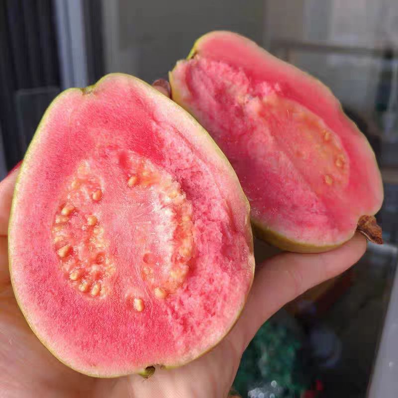 Sf/Jingdong Free Shipping Fujian Zhangzhou Red Heart Guava Fruit 2.5kg Soft Heart Glutinous Guava Fruit Whole Box Fresh