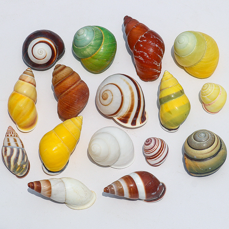 Оптовая продажа ракушек для крабов-отшельников, декоративные украшения