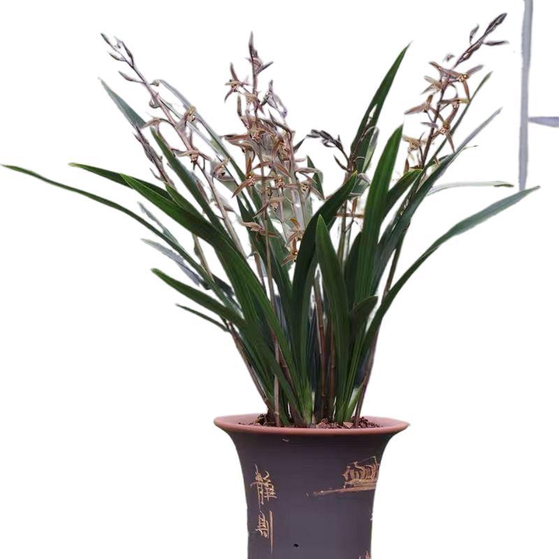 New Store Opening, New Variety of Ink Orchid, Fragrant and Blooms in All Seasons, Easy to Maintain, Wholesale and Dropshipping Available