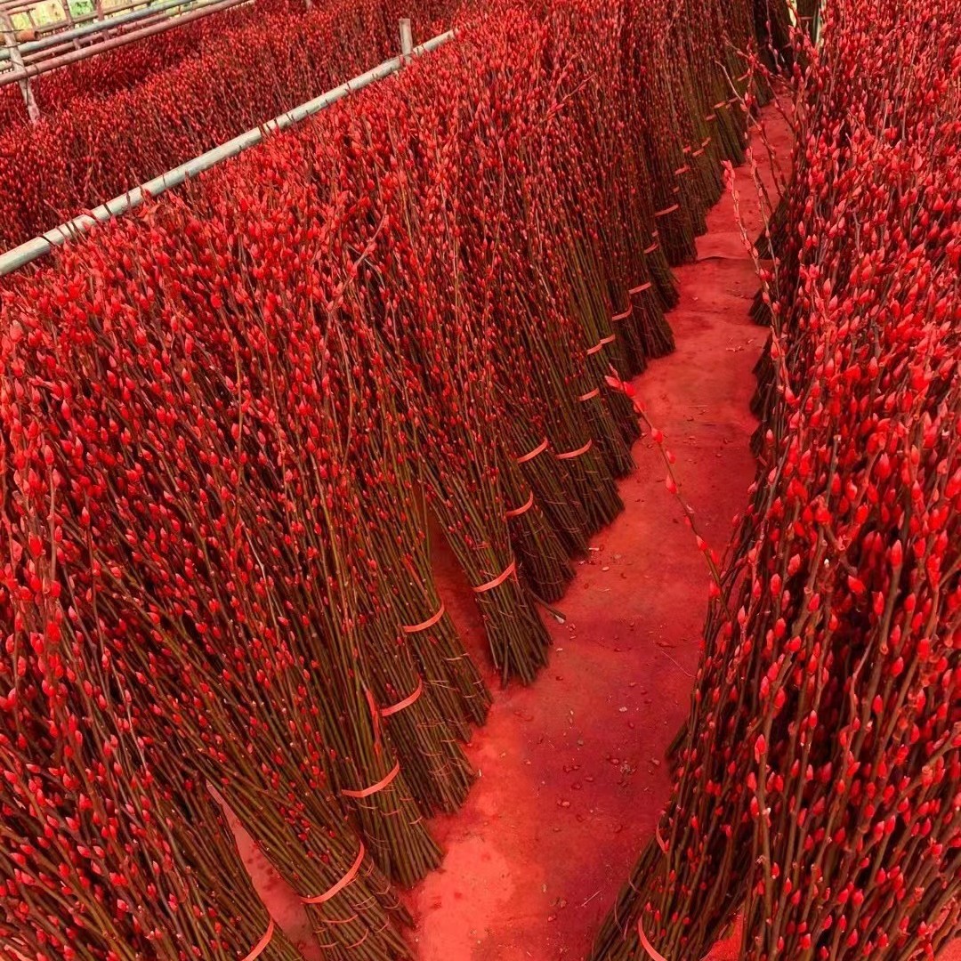 Red Willow New Year's Flower, Silver Willow Fresh Branches, Multicolored Willow Real Flowers, Dried Flowers, Direct Delivery from the Manufacturer Base 80cm High