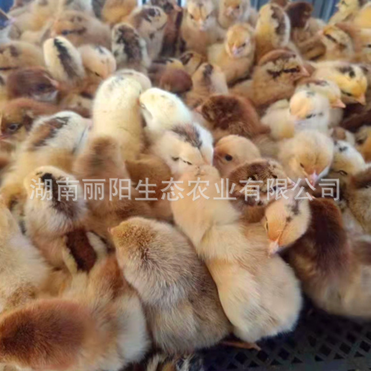 The Manufacturer Directly Sells Chicken Chicks with Green Feet and Red Feathers. Live Running Pheasants Are Easy to Live and Easy to Raise. Free Breeding Technology Is Provided