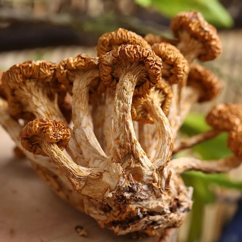 Гриб гриб гриб гриб маленький желтый гриб сушеные товары Гриб гриб оптом большие цветы средние рассеянные цветы спецификации фабрики оптовая продажа