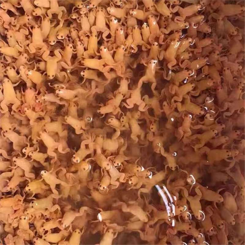 Golden Frog Live Pet Frog, Arowana Fish Feed, Frog, Small Golden Frog, Ornamental Frog, Easy to Raise and Love to Raise