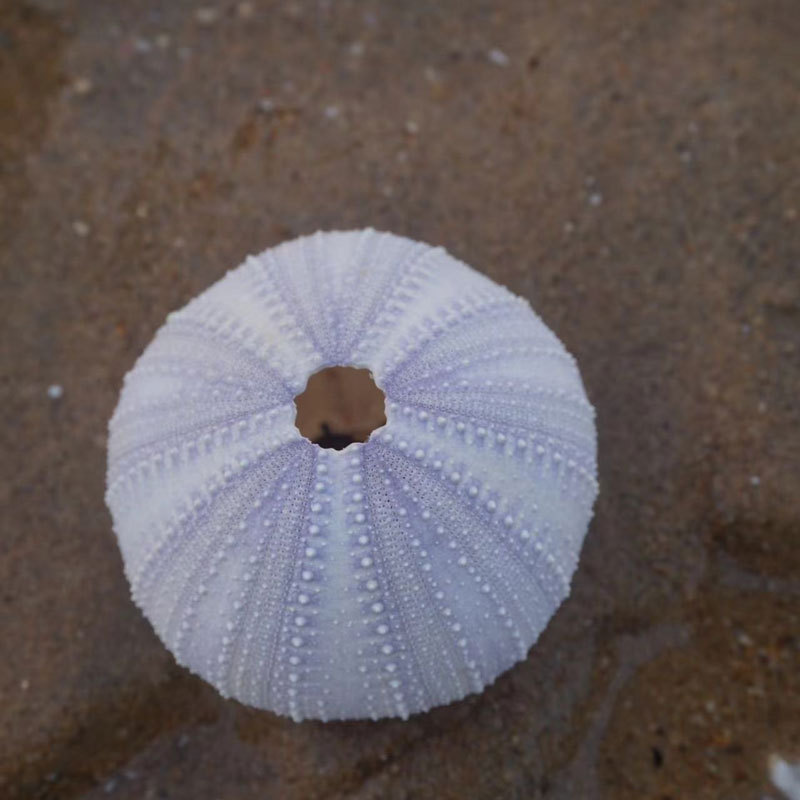 Natural Shell Conch Series Sea Urchin Shell Specimen Crafts Home Collection Ornaments Decorative Air Pineapple Base