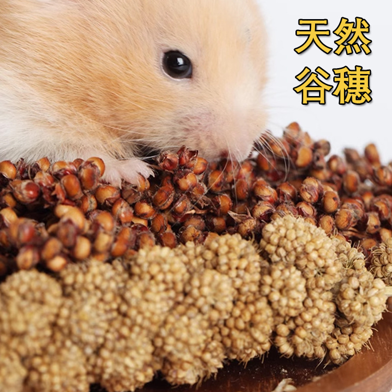 New Grain Ears, Millet Ears, Natural Wheat Ears, Hamster Teething Snacks, Small Pet Cages, Landscaping, Cereals, Flowers, Flax Seeds