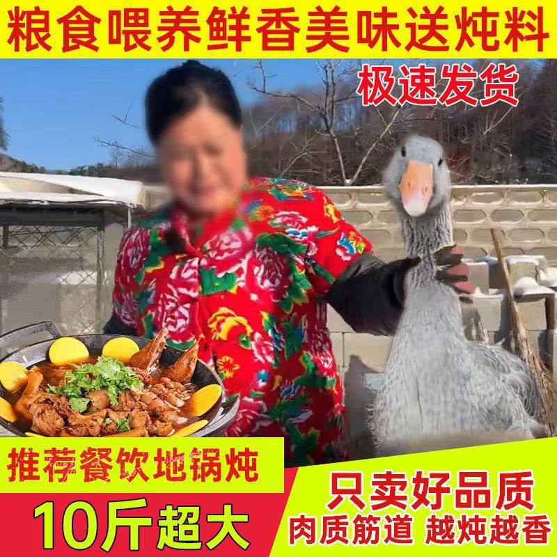 5kg Freshly Slaughtered Whole Goose Meat from a Small Farm, Free Shipping