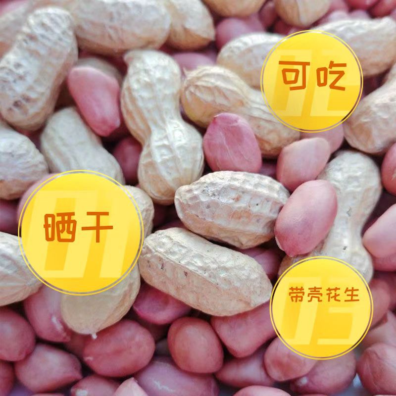 The season's new shelled raw peanuts, dried peanuts, large particles, self-produced and dried by farmers, a large amount of in stock