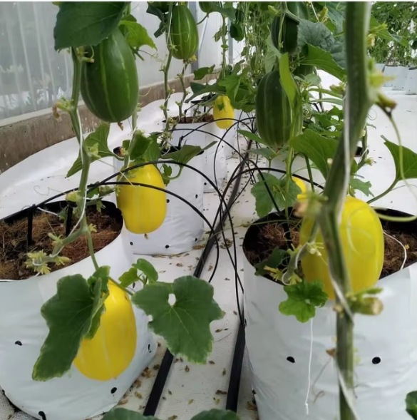 White Outside and Black Inside Planting Bag, Agricultural Greenhouse Soilless Cultivation Technology Seedling Bag Growth Bag, Fruit and Vegetable Substrate Bag