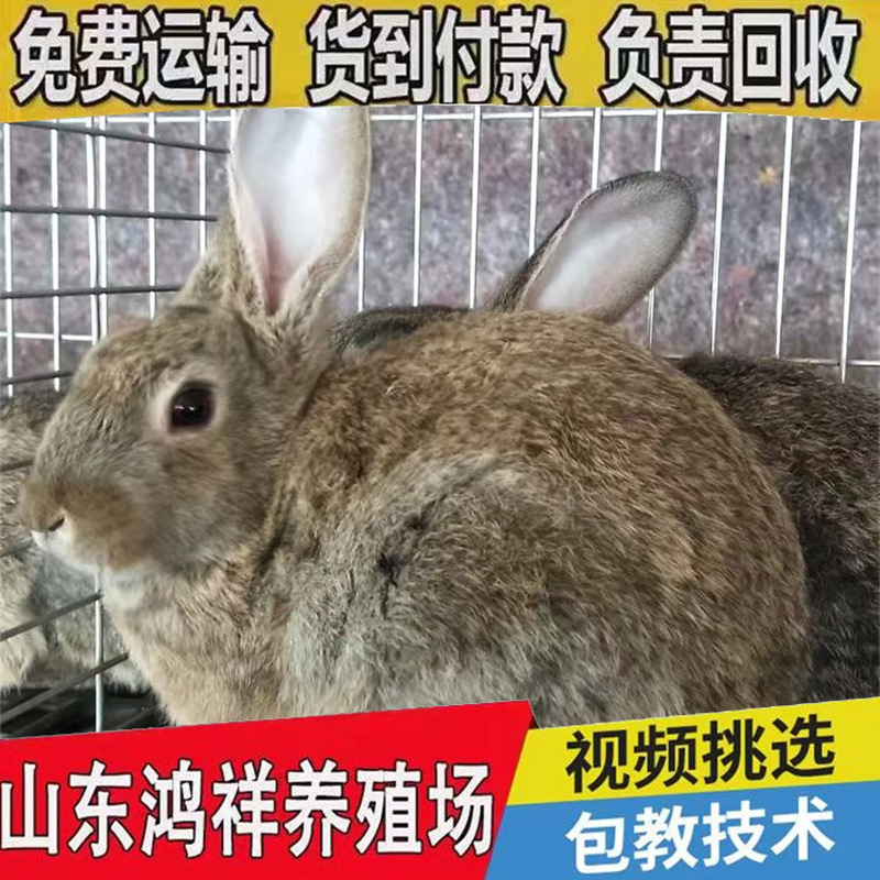 Оптовая продажа живых бельгийских кроликов с ферм свободного выпаса в Шаньдуне, доступны для продажи как живые желто-коричневые мясные кролики