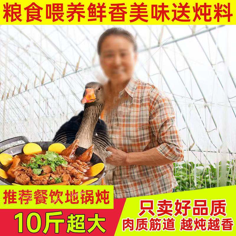 5kg Freshly Slaughtered Whole Goose Meat from a Small Farm, Free Shipping