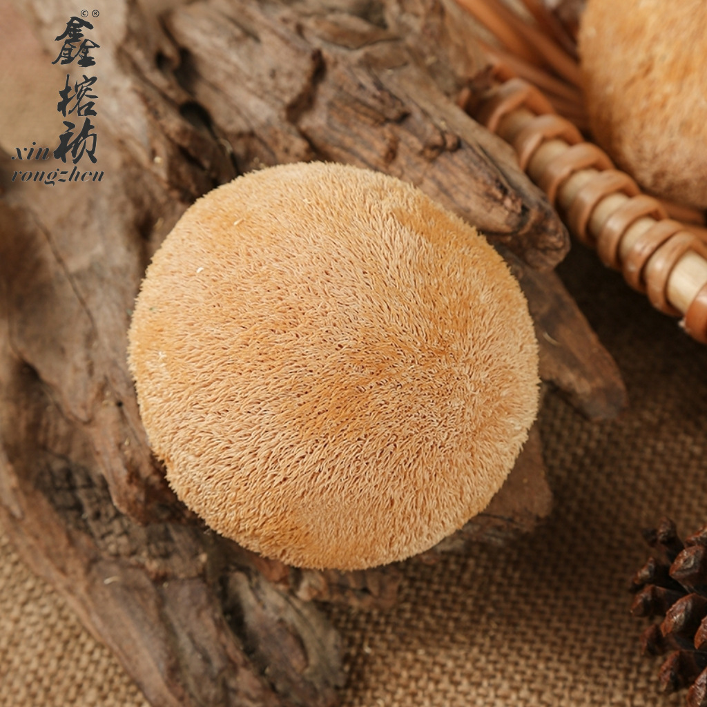 Cross-Border Gutian Edible Fungi Dried Hericium Erinaceus 4-8cm Hericium Erinaceus Medium Capsuless Without Roots Source Factory Batch