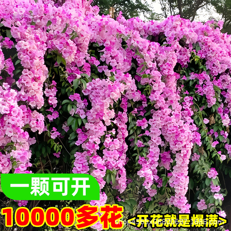 Garlic-Flavored Wisteria Seedlings, Climbing Plants with Purple Flowers for Balcony, Courtyard, Outdoor Flower Pots, Spring and Autumn Flowering Plants, Purple Bell Wisteria