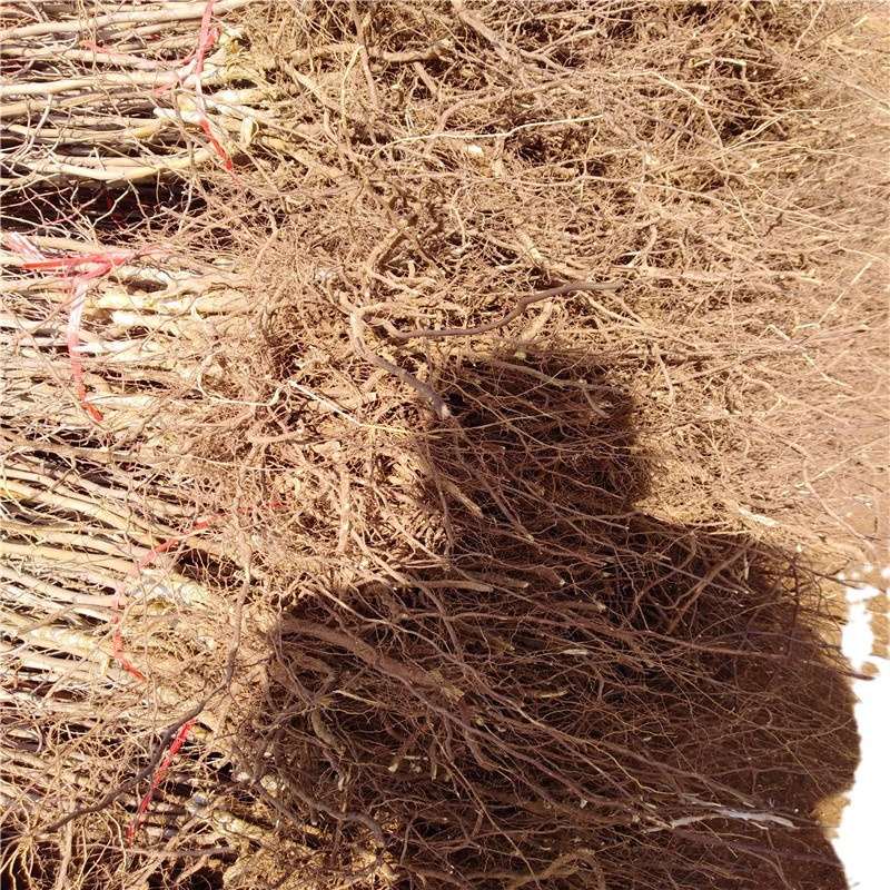 Medicinal Jujube Saplings Lu Sour Jujube Seedlings Pi Boran Large Freshly Dug Medicinal Jujube Varieties