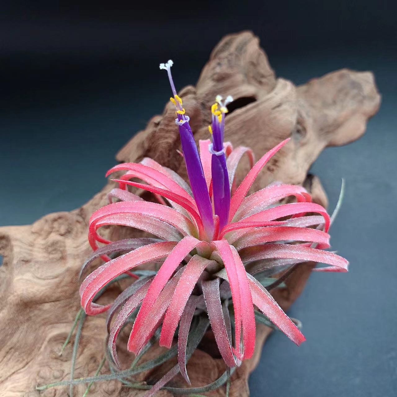 Factory Direct Supply, Base Delivery, Air Pineapple, Soilless Plant, Lupra, Cupid Elf