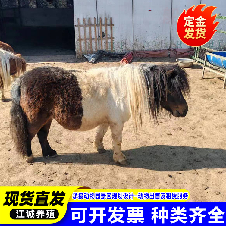 Дети в Пейзажах Катание на Живых Ослах. Фермы Продают и Сдают Ослов. Семейное Разведение Питомцев Ослы