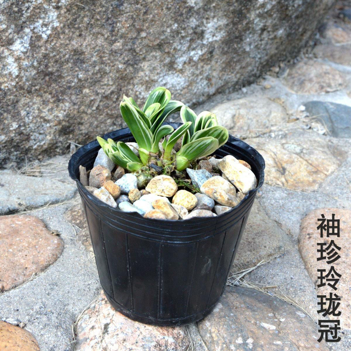 Dwarf Round-Headed Golden-Edged Orchid Potted Orchid Four-Season Orchid Strong-Scented Indoor Balcony Flower and Green Plant