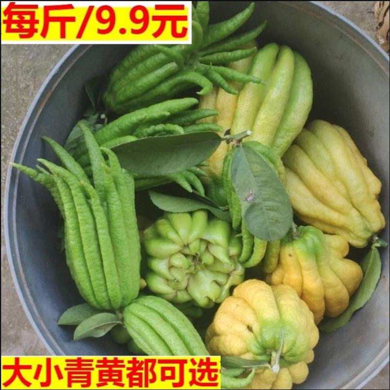 Свежесобранные плоды бергамота, сырье 1.5кг, бесплатная доставка, свежий бергамот, фермерский пятифingers