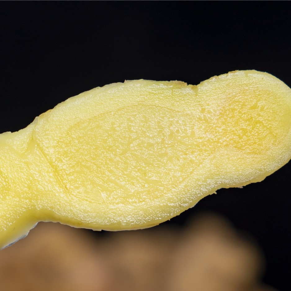 Yunnan Small Yellow Ginger Has a Rich, Spicy and Flavorful Taste. Freshly Dug Mountain-Grown Ginger Is Sold Directly from the Place of Origin