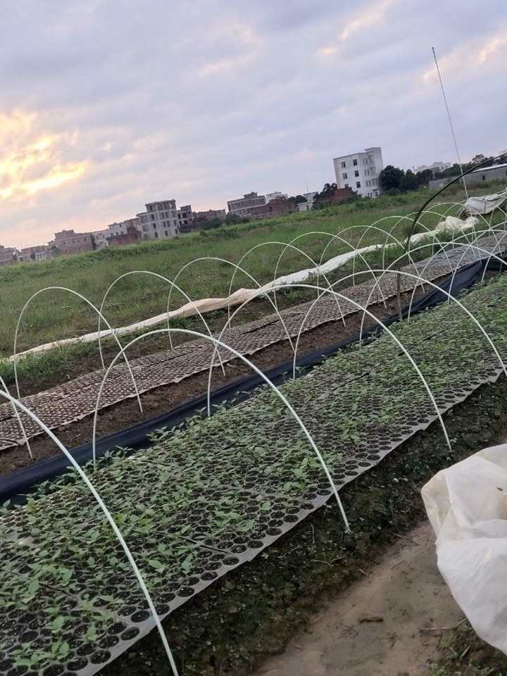 Теплоизоляция теплиц для овощей, арочный каркас из стекловолокна