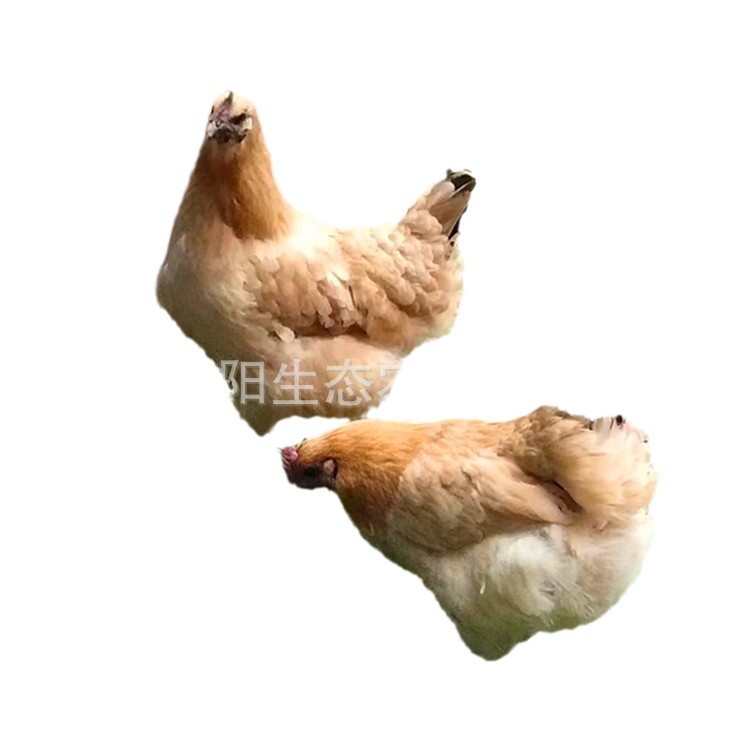 Factory Direct Sales of Yellow-Feathered Black-Bone Chicken Live Chicks, Native Chicken Seedlings, Hens, Rural Free-Range Mountain Chickens, Easy to Live and Easy to Raise