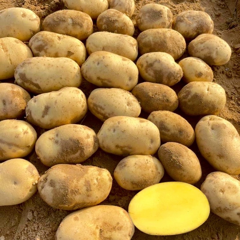 Yellow-Skinned, Yellow-Hearted Potatoes, Whole Box 5/ 5kg Soft, Glutinous and Sweet Potatoes, Freshly Dug Farm Vegetables, Freshly Dug