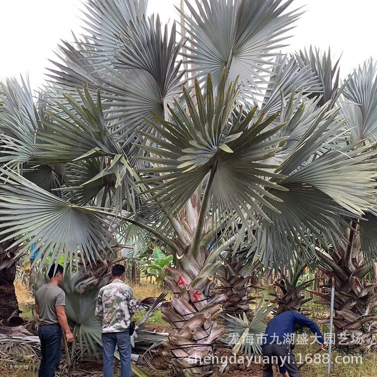 Wholesale Fujian Palm Banyan Base Guangdong Banyan Price Sichuan Transplanted Banyan Offer